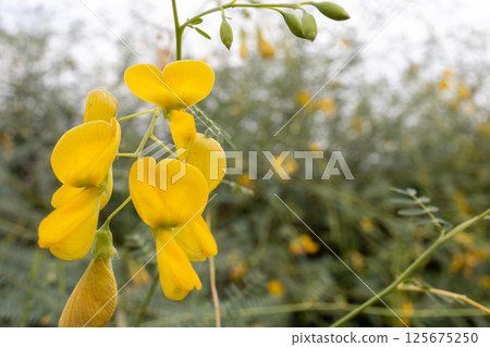 The Sesbania javanica focus selective The Sesbania javanica focus selective 125675250