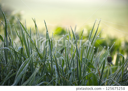Close-Up of Morning Dew on Grass Blades with Soft. Green Background 125675258