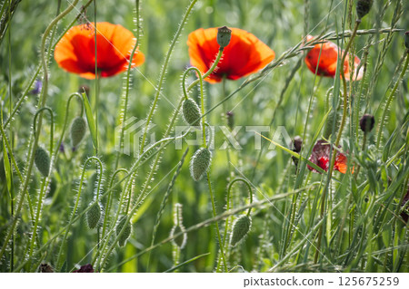 Red poppy flowers blooming in a lush green field on a sunny day Red poppy flowers blooming in a lush green field on a sunny day 125675259