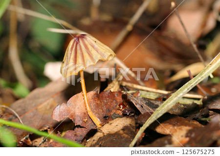 A parasol-shaped mushroom that appears in April opens its umbrella (macro-strobe photograph taken in the natural environment) A parasol-shaped mushroom that appears in April opens its umbrella (macro-strobe photograph taken in the natural environment) 125675275
