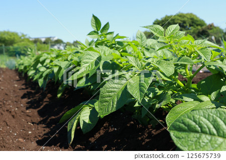 Potato cultivation under blue sky Potato cultivation under blue sky 125675739
