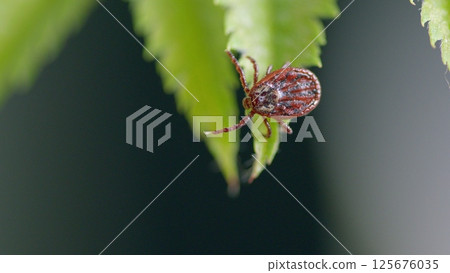 A detailed closeup view of a Tick resting on a vibrant green Leaf in its natural habitat A detailed closeup view of a Tick resting on a vibrant green Leaf in its natural habitat 125676035