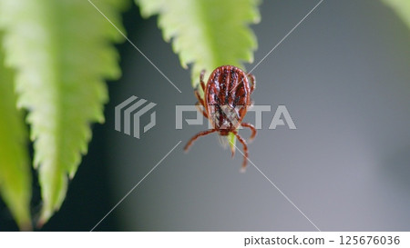 This is a Macro CloseUp Featuring a Tick Resting on a Leaf Within Its Natural Environment 125676036