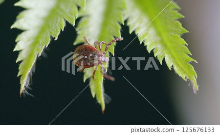 A Detailed CloseUp of a Tick Found on a Green Leaf in a Natural Setting of Nature 125676133