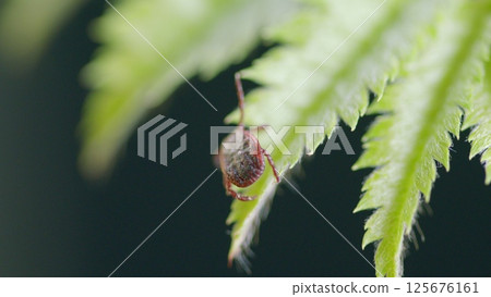 Macro Shot of a Tick on a Leaf Capturing the Intricate Details of Natures Tiny Predator 125676161