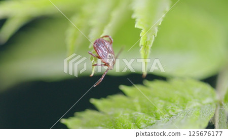 CloseUp View of a Tick Crawling on Lush Green Fern Leaves in Its Natural Habitat Environment 125676177