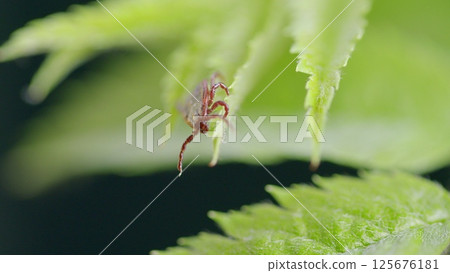 Detailed CloseUp of a Tick Positioned on a Lush Green Leaf in Its Natural Habitat Detailed CloseUp of a Tick Positioned on a Lush Green Leaf in Its Natural Habitat 125676181