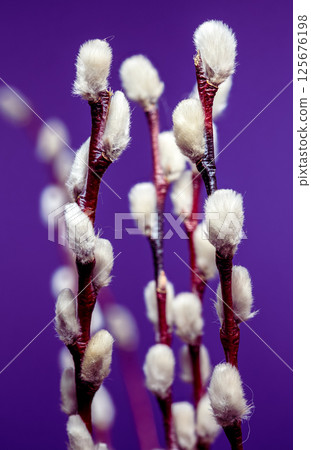 Soft Pussy Willow Branches with Silvery Catkins on Purple, Spring 125676198