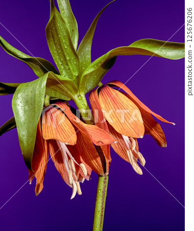 Elegant Orange Fritillaria Imperialis on Deep Purple 125676206