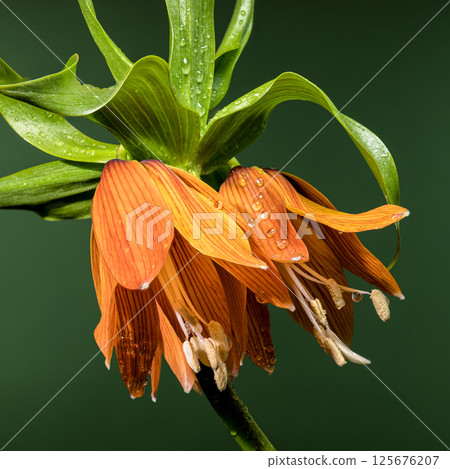 Striking Orange Crown Imperial Flower Against Soft Green 125676207