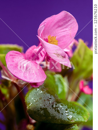 Luminous Pink Begonia Flowers with Yellow Centers on Purple 125676210