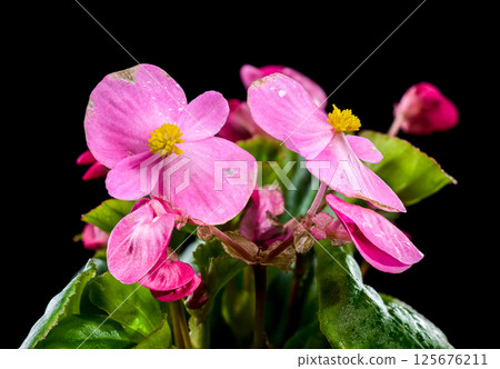 Vibrant Pink Begonia Blossoms black background 125676211