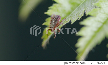 A detailed closeup of a tick resting on a leaf found in the beauty of natures ecosystem A detailed closeup of a tick resting on a leaf found in the beauty of natures ecosystem 125676221