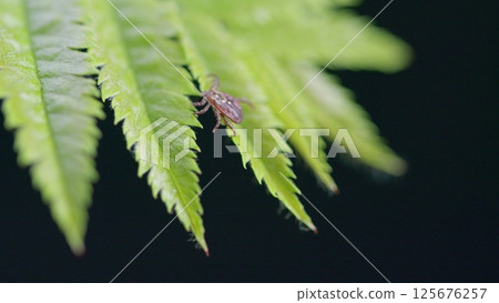A Detailed CloseUp Image of a Tick Resting on a Lush Green Fern Leaf Within Its Natural Habitat 125676257