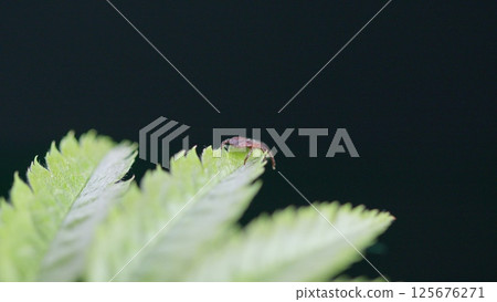 A CloseUp View of a Tiny Tick Insect Resting on Fern Leaves in a Natural Setting Outdoors 125676271