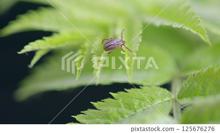 A Detailed CloseUp of a Tick Crawling on Green Fern Leaves in the Beauty of Nature 125676276