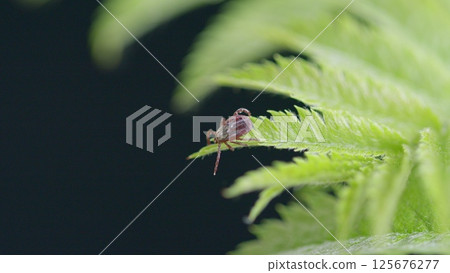 A closeup of a tiny Tick insect on a fern leaf, highlighting its intricate and fascinating details A closeup of a tiny Tick insect on a fern leaf, highlighting its intricate and fascinating details 125676277