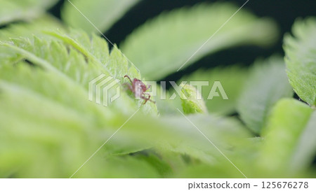 A Closeup View of a Tiny Tick Insect Positioned on Lush Green Leaves Within Its Habitat 125676278