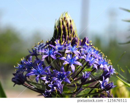 Close-up of a sunlit blue Scilla peruviana flower (Scilla peruviana) in a park with blue sky 125676511