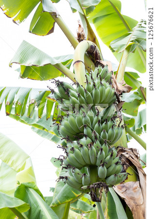 The Ducasse Banana or sugar banana 125676621