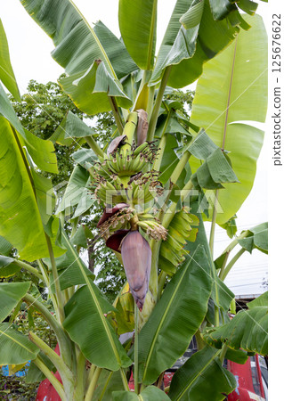 The Ducasse Banana or sugar banana 125676622