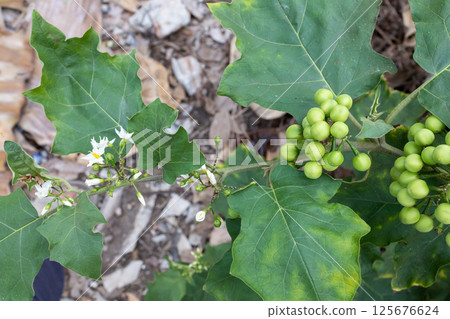 The green Eggplant flower 125676624