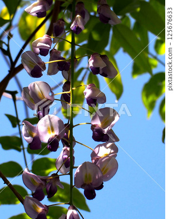 Wisteria in the sunlight (close-up of wisteria petals) Wisteria in the sunlight (close-up of wisteria petals) 125676633