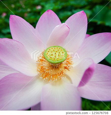 Summer ancient lotus | Mysterious flower blooming at Kojindani ruins 125676708