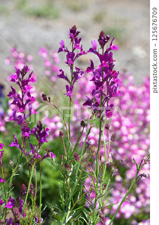 Linaria（Hime金魚） 125676709
