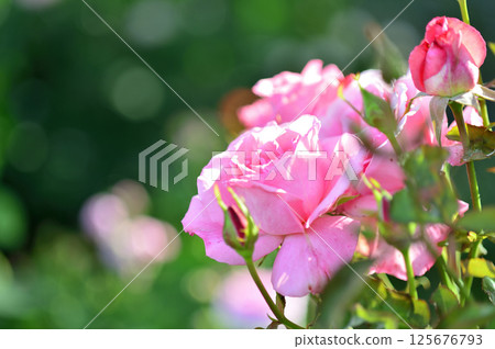 我在附近看到的玫瑰花 125676793