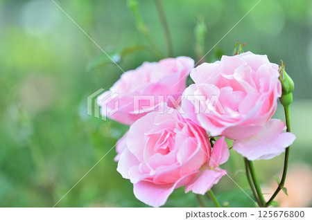Rose flowers I saw in my neighborhood 125676800