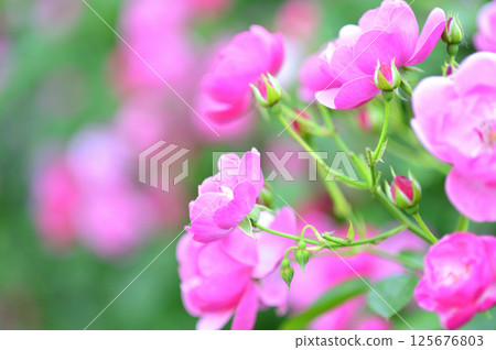 我在附近看到的玫瑰花 我在附近看到的玫瑰花 125676803