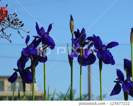 Blue iris flowers and buds bathed in sunlight (irises in a flowerbed at Kanda Park) Blue iris flowers and buds bathed in sunlight (irises in a flowerbed at Kanda Park) 125677222
