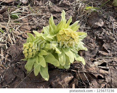 Fukinoto - Wild vegetable heralding spring Fukinoto - Wild vegetable heralding spring 125677236