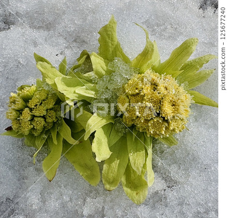 Fukinoto - Wild vegetable heralding spring Fukinoto - Wild vegetable heralding spring 125677240