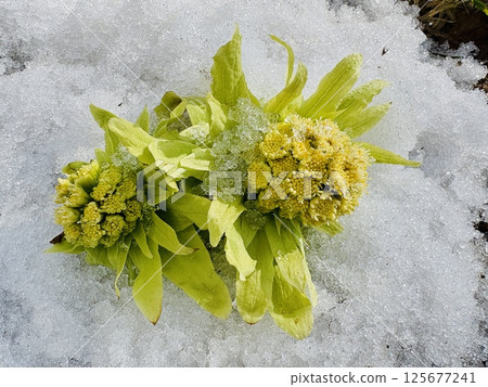Fukinoto - Wild vegetable heralding spring Fukinoto - Wild vegetable heralding spring 125677241
