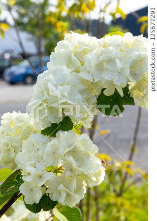 Odemari flowers Odemari flowers 125677291