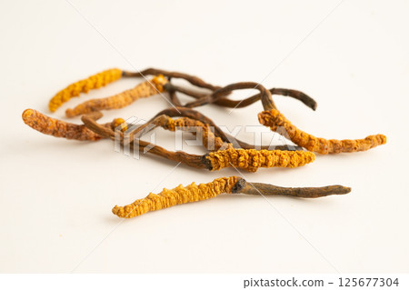 Cordyceps or Ophiocordyceps sinensis mushroom herb is fungus for used as medicine on white background. Cordyceps or Ophiocordyceps sinensis mushroom herb is fungus for used as medicine on white background. 125677304