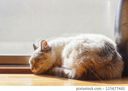 貓 暹羅混種 家貓 125677482