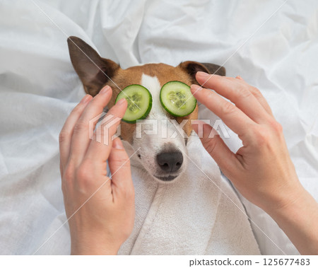 Dog spa. Woman places cucumbers on Jack Russell Terrier's eyes. 125677483