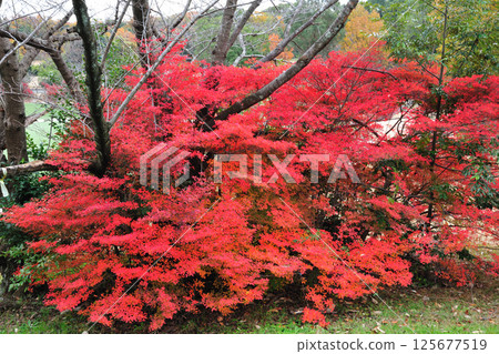 Autumn leaves at Odaka Green Park 125677519