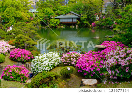 初夏的公園，杜鵑花盛開，綠樹成蔭。這是在神戶市的日本花園相樂園拍攝的。 125677534