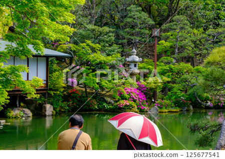 初夏的公園,杜鵑花盛開,綠樹成蔭。這是在神戶市的日本花園相樂園拍攝的。 初夏的公園,杜鵑花盛開,綠樹成蔭。這是在神戶市的日本花園相樂園拍攝的。 125677541