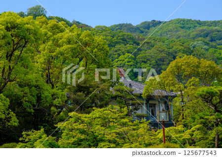 初夏的公園,杜鵑花盛開,綠樹成蔭。這是在神戶市的日本花園相樂園拍攝的。 初夏的公園,杜鵑花盛開,綠樹成蔭。這是在神戶市的日本花園相樂園拍攝的。 125677543