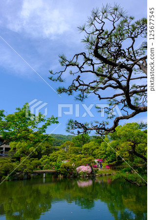 A park in early summer with dazzling azaleas and fresh greenery. Photographed at Sorakuen, a Japanese garden in Kobe City. 125677545