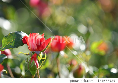 Flowers seen in a nearby rose garden 125677585