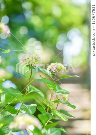 Hydrangeas decorating the temple. "Fumonji Temple, Flower Mountain Temple, Maniwa City, Okayama Prefecture" Hydrangeas decorating the temple. "Fumonji Temple, Flower Mountain Temple, Maniwa City, Okayama Prefecture" 125677631