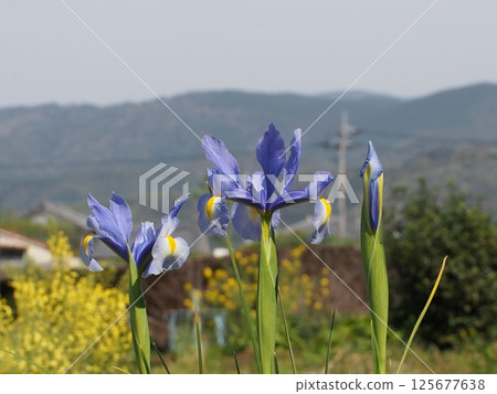 陽光下的蔚藍色菖蒲（春天的關長平原） 125677638