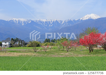 春季安zu野和北阿爾卑斯山 春季安zu野和北阿爾卑斯山 125677736