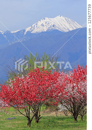 春季安zu野和北阿爾卑斯山 春季安zu野和北阿爾卑斯山 125677739